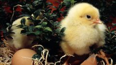 How to raise broilers
