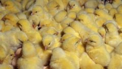 What if the broilers grow slowly 