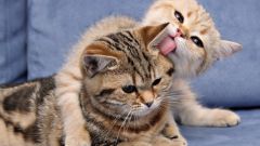 Основные правила вязки кошек и особенности их подготовки 