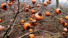 Мушмула кавказская – необычный фрукт 