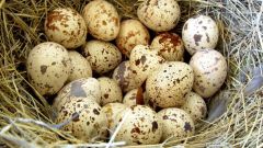 Перепелиные яйца: лечебные свойства