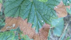 Diseases of the currant: diagnosis and treatment