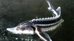 Sturgeon fish: breeding 