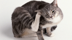 Подкожный клещ у кошки: как помочь домашнему питомцу