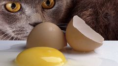 Вредно ли кошкам есть яйца