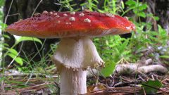 Какие ядовитые грибы существуют 