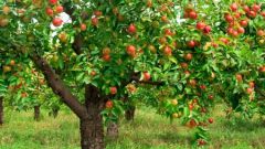 Как пересадить взрослую яблоню