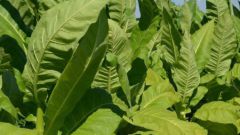 How to prepare a tincture of tobacco for flowers