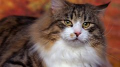 How to change the behavior of cats after castration