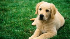 Как лечить мастопатию у собак