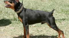 How to care for dwarf Pinscher 