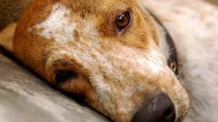 Как лечить мокнущий дерматит у собаки