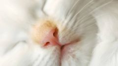 What should be the nose of a healthy cat