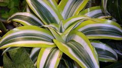 Why dracaena leaves lowered