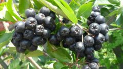 Рябина черная - одна из самых полезных ягод 