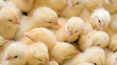 Как лечить диарею у цыплят