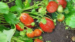 What to feed strawberries in August 
