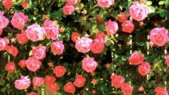 Как сделать живую изгородь из роз