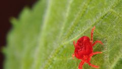 How to deal with spider mites