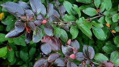 How to plant cotoneaster brilliant