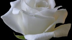 Символом чего является белая роза