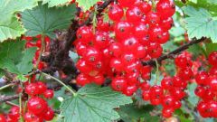 How to plant red currants