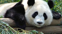 Почему одним из символов Китая является панда