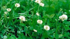 How to use the clover as a lawn