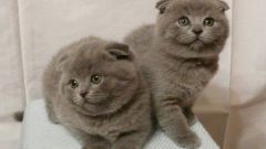 Caring for a Scottish fold kitten: what you need to know