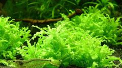 Как вырастить аквариумные растения из семян