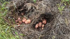 Как вырастить картофель в соломе или сене