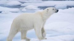 Что едят полярные медведи