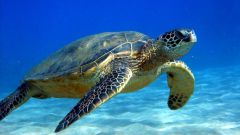 Чем знаменита зеленая морская черепаха 