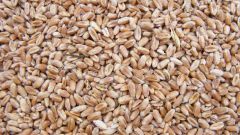 What is the difference between hard and soft wheat varieties