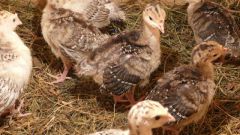 Disease of Turkey poults and their treatment 