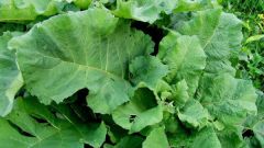 Medicinal properties of the leaves of burdock