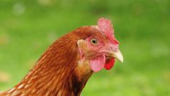Курицы-несушки: породы и их особенности 
