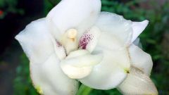 Символом какой страны является орхидея 