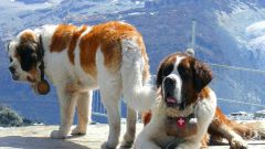 What vitamins are suitable for dogs of large breeds 