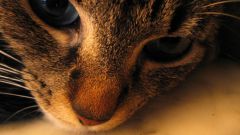Симптомы развития чумки у кошек