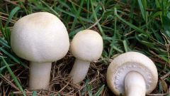 Where you can buy seeds of champignon mushrooms
