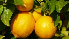 Какие существуют сорта лимонов 