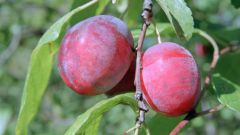 Pests and diseases of plum