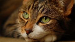 Гепатит у кошек: симптомы, лечение 