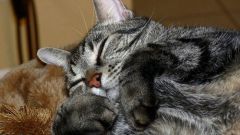 Блошиный дерматит у кошек: симптомы, лечение 