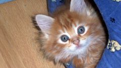 Панлейкопения кошек: причины, симптомы, лечение 