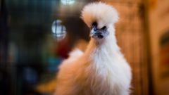 Эта удивительная китайская шелковая курица 