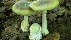 Что делать, если отравился грибами