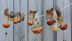Правила сушки грибов