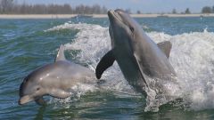  Завораживающее зрелище из мира природы - игры дельфинов